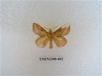 藏品(淡紋枯葉蛾)的圖片